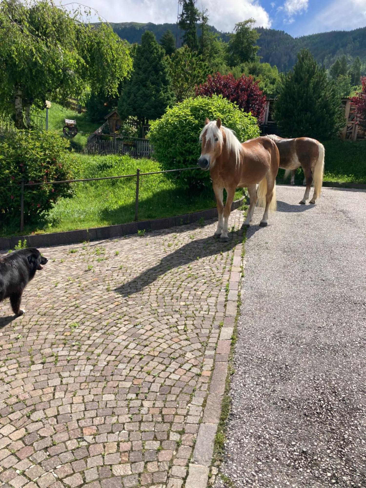 Albergo Garni' Laura Baselga di Pinè Buitenkant foto